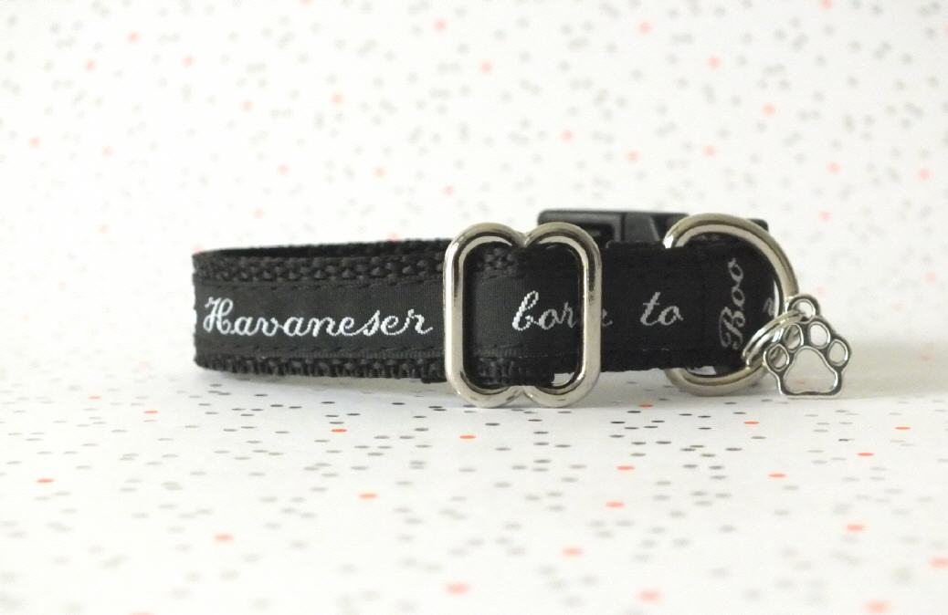 Havaneser born to be wild