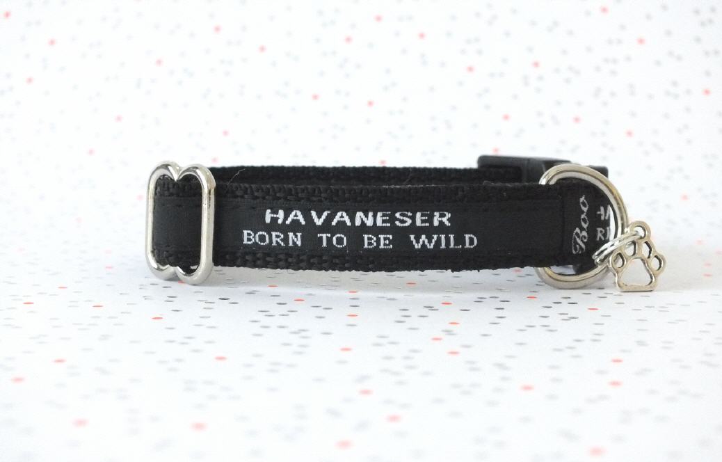 Havaneser Born to be Wild